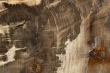 Polished, Petrified Wood (Metasequoia) Stand Up - Oregon #302963-1